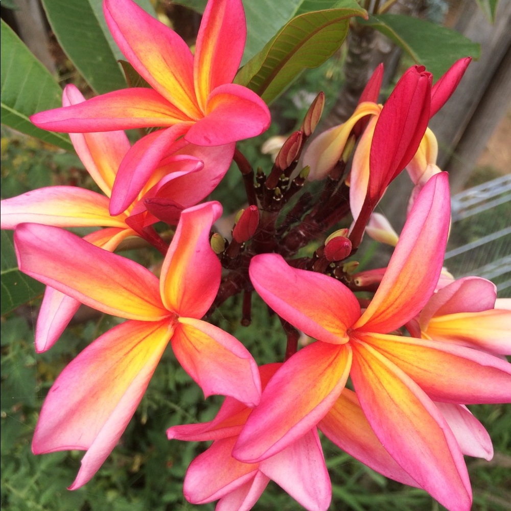 Meet your Posher, Esther